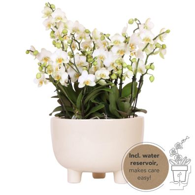 Witte plantenset in Gummy dish incl waterreservoir | drie witte orchideeën | Mono..