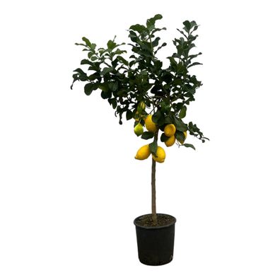 Citrus Lemon (Citroenboom) - Ø24cm - 150cm - Gartenpflanze