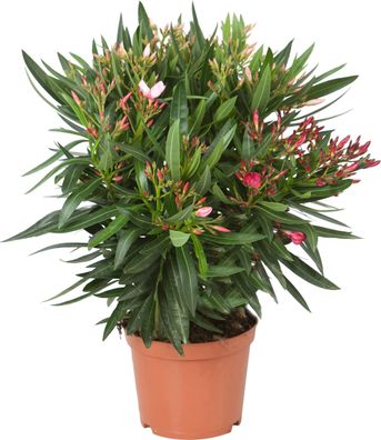Nerium oleander - Ø19cm - 40cm - Gartenpflanze