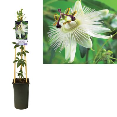Passiflora 'Constance Elliott' + light Label - Ø17cm - 75cm - Gartenpflanze
