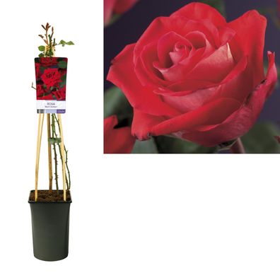 Rosa 'Red Climber' + light Label - Ø17cm - 75cm - Gartenpflanze