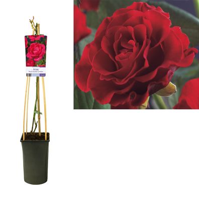 Rosa 'Paul's Scarlet Climber' + light Label - Ø17cm - 75cm - Gartenpflanze