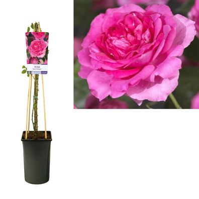 Rosa 'Pink Climber' + light Label - Ø17cm - 75cm - Gartenpflanze
