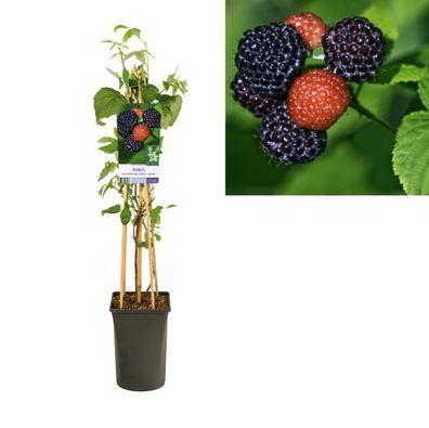 Rubus Occidentalis 'Black Jewel' + light Label - Ø17cm - 75cm - Gartenpflanze