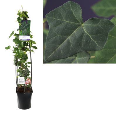 Hedera Hibernica + light Label - Ø23cm - 115cm - Gartenpflanze