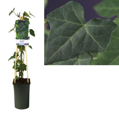 Hedera Hibernica + light Label - Ø17cm - 75cm - Gartenpflanze
