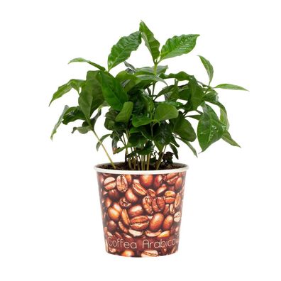 Coffea Arabica - Beker Koffiebonen - Ø12cm - 22cm - Zimmerpflanze - Immergrün