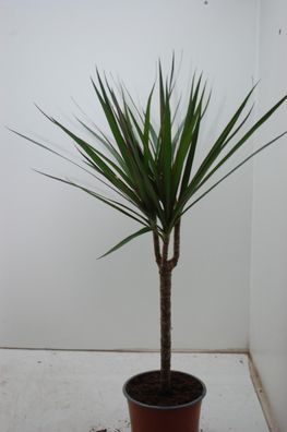 Dracaena Marginata - Ø17cm - 60cm - Zimmerpflanze - Immergrün