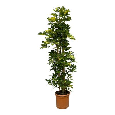 Schefflera Gold Capella struik - Ø30cm - 160cm - Zimmerpflanze - Immergrün