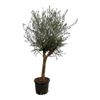 Olea Lorc - Ø45cm - 210cm - Gartenpflanze