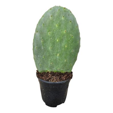 Opuntia Cactus - Ø17cm - 40cm - Zimmerpflanze - Immergrün - Kakteen und Sukkulenten