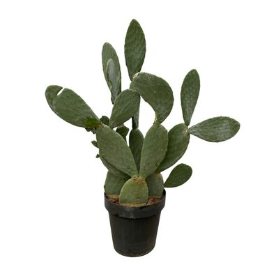Opuntia Ficus Indica - Ø50cm - 140cm - Zimmerpflanze - Immergrün - Kakteen und S..