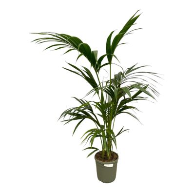 Kentia Palm - Ø21cm - 130cm - Zimmerpflanze - Immergrün
