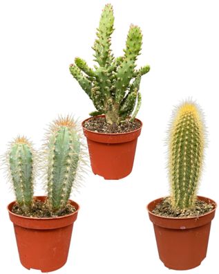 Cactus pilaren mix | 3 stuks - Ø8.5cm - 17cm - Zimmerpflanze - Immergrün - Multi..