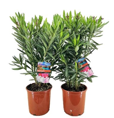 Nerium Oleander - Ø21cm - 80cm - Gartenpflanze