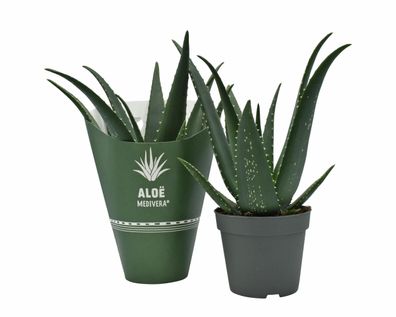 Aloe Medivera Equator - Ø14cm - 30cm - Zimmerpflanze - Immergrün - Kakteen und S..