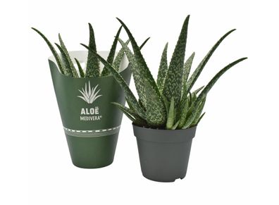 Aloe Medivera Tropical - Ø14cm - 30cm - Zimmerpflanze - Immergrün - Kakteen und ..