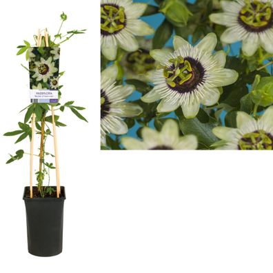 Passiflora 'Beauty Of Hannover' + light Label - Ø17cm - 75cm - Gartenpflanze