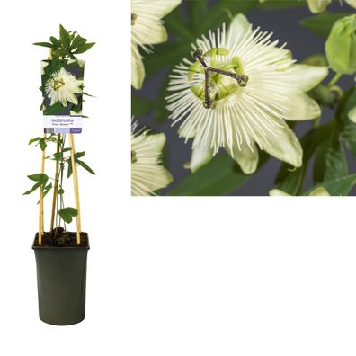 Passiflora 'Snow Queen' PBR + light Label - Ø17cm - 75cm - Gartenpflanze