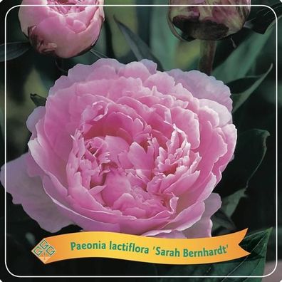 Paeonia Lactiflora 'Sarah Bernhardt' C5 - Ø21cm - 35cm - Gartenpflanze