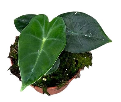 Alocasia Frydek - 105 - Ø10.5cm - 15cm - Zimmerpflanze - Immergrün