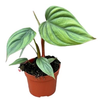 Philodendron Sp Colombia - 105 - Ø10.5cm - 15cm - Zimmerpflanze - Immergrün