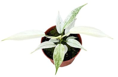 Philodendron Florida Ghost - 105 - Ø10.5cm - 15cm - Zimmerpflanze - Immergrün