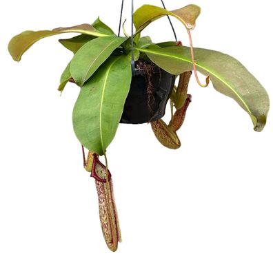 Nepenthes Monkey Jars Miranda - Ø20cm - 30cm - Zimmerpflanze - Immergrün