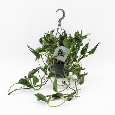 Epipremnum Pinnatum Aureum Shangri-La - Ø14cm - 45cm - Zimmerpflanze - Immergrün
