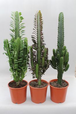 Cactus Desert Mix (Euphorbia) - 3 Stücke - Ø17cm - 70cm - Zimmerpflanze - Immerg..