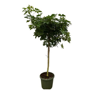 Schefflera Nora stam - Ø45cm - 220cm - Zimmerpflanze - Immergrün