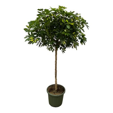Schefflera Gold Capella stam - Ø45cm - 180cm - Zimmerpflanze - Immergrün