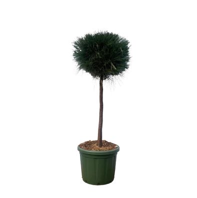 Pinus Cesarerina - Ø48cm - 180cm - Gartenpflanze