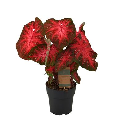 Caladium Red Flash - Ø21cm - 65cm - Zimmerpflanze - Immergrün
