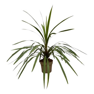 Cordyline Peko - Ø24cm - 90cm - Gartenpflanze