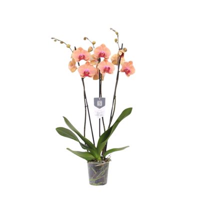 Phalaenopsis Carribean Dream - 3 tak - Ø12cm - 60cm - Zimmerpflanze - Blühende Z..