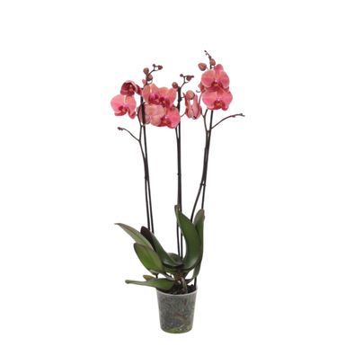 Phalaenopsis Narbonne - 3 tak - Ø12cm - 60cm - Zimmerpflanze - Blühende Zimmerpf..