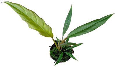 Philodendron Caramel Pluto - 105 - Ø10.5cm - 25cm - Zimmerpflanze - Immergrün