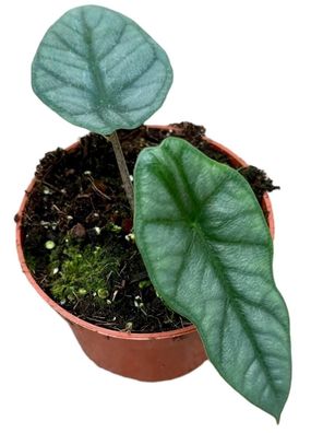 Alocasia Heterophylla Corazon - 105 - Ø10.5cm - 15cm - Zimmerpflanze - Immergrün