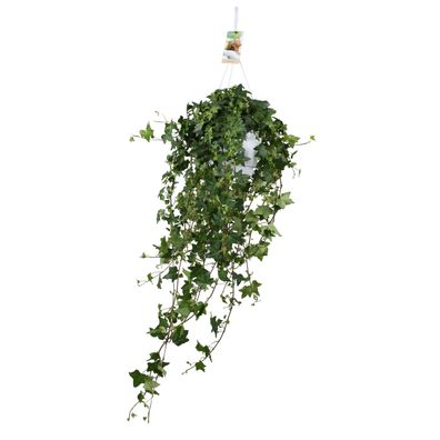 Hedera Helix Pitsburg - Hang/ XXL - Ø17cm - 50cm - Zimmerpflanze - Immergrün