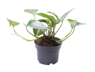 Epipremnum Pinnatum Aureum - Ø10cm - 20cm - Zimmerpflanze - Immergrün