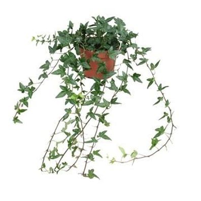 Hedera Helix Shamrock - Medium Long - Ø13cm - 30cm - Zimmerpflanze - Immergrün