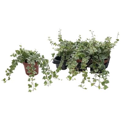 Hedera Helix 'White Wonder' - Ø13cm - 25cm - Zimmerpflanze - Immergrün