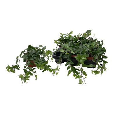 Hedera Helix 'Lingusta' - Ø13cm - 25cm - Zimmerpflanze - Immergrün