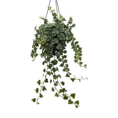 Hedera Helix White - Ø19cm - 45cm - Zimmerpflanze - Immergrün