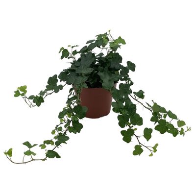 Hedera Helix 'Wonder' - Ø13cm - 25cm - Zimmerpflanze - Immergrün