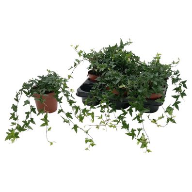 Hedera Helix 'Shamrock' - Ø13cm - 25cm - Zimmerpflanze - Immergrün