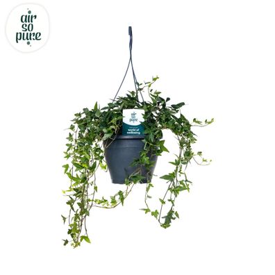 Hedera Helix Green Air So Pure - Ø19cm - 45cm - Zimmerpflanze - Immergrün