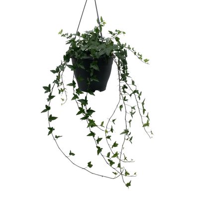 Hedera Helix Green - Ø19cm - 20cm - Zimmerpflanze - Immergrün