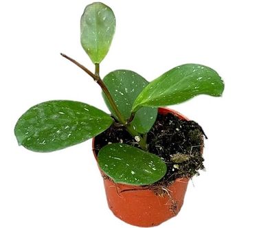 Hoya Obovata - Ø10,5cm - 15cm - Zimmerpflanze - Immergrün